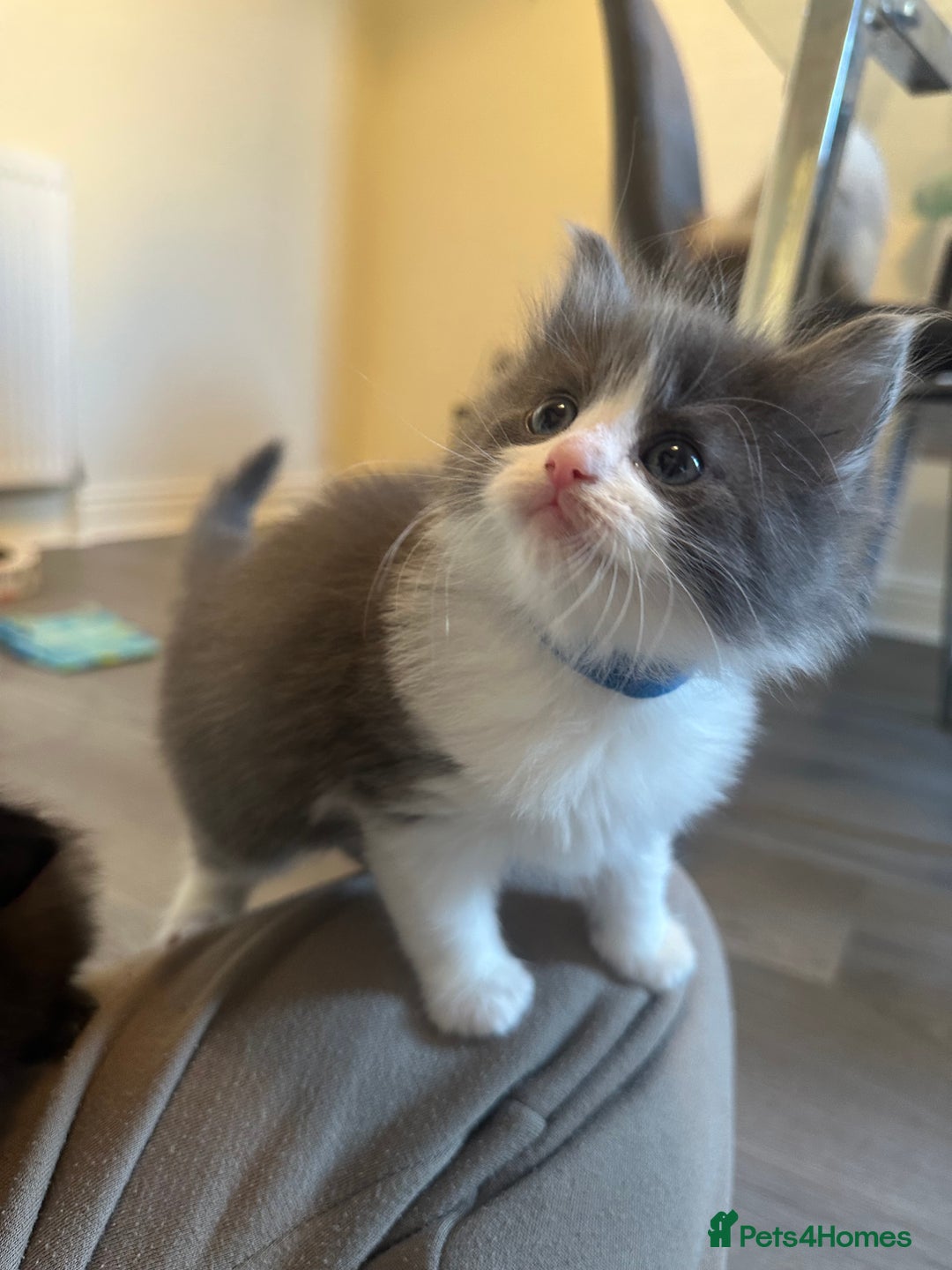 Ragdoll cats for sale: Reserved - Image 13