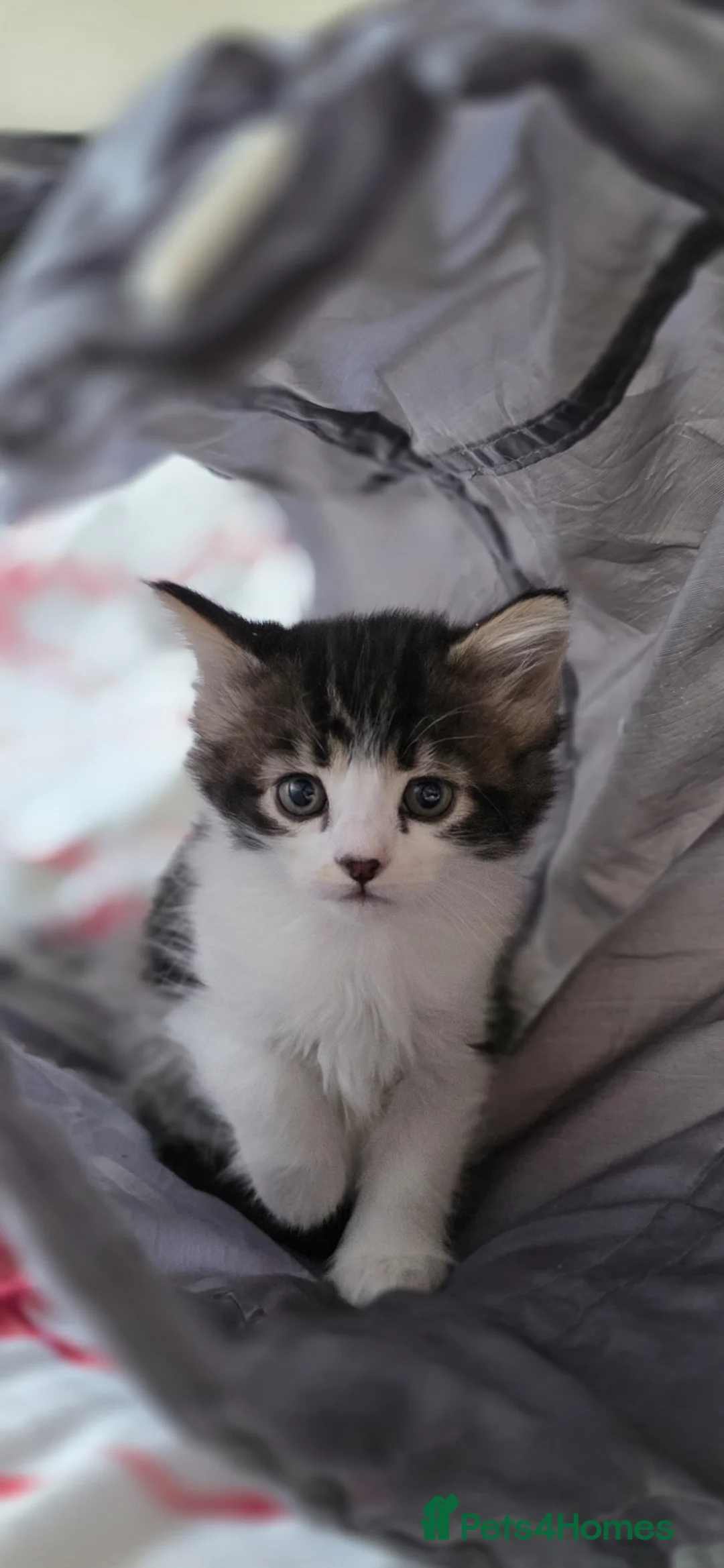 Mixed Breed cats for sale: Mixed breed kittens - Advert 2