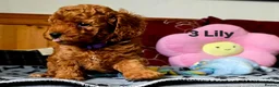 Toy Poodle dogs for sale: Toy Poodle  - Advert 16