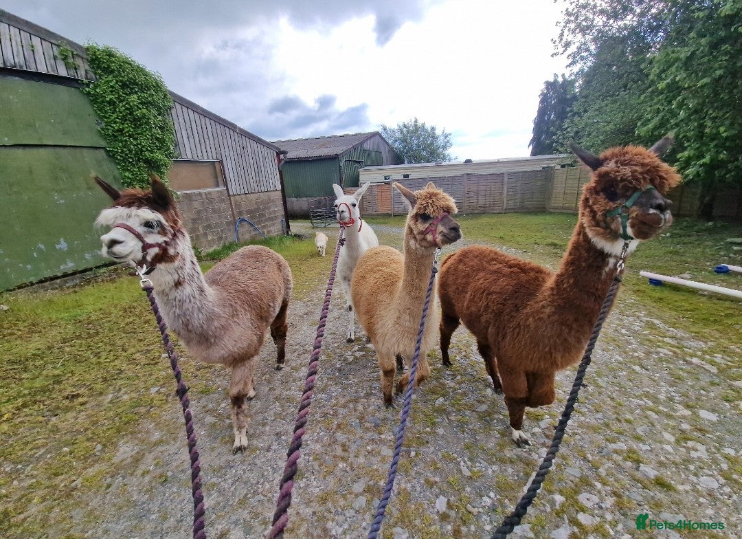 Llama livestock for sale: Female llama - Advert 2