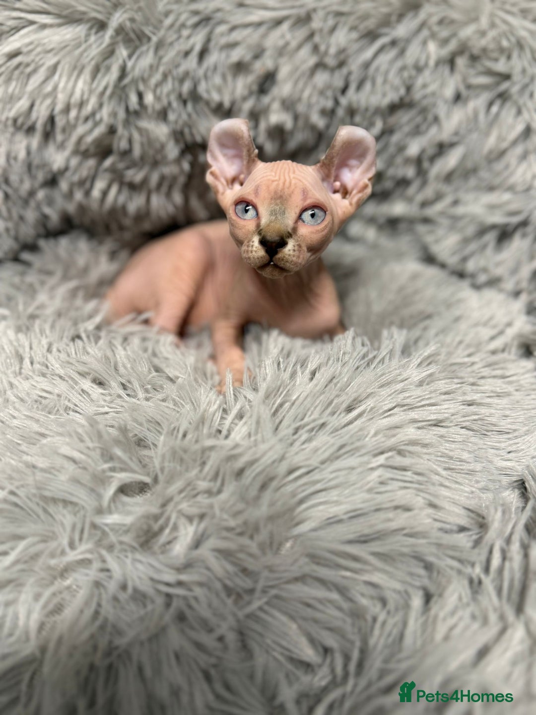 Sphynx cats for sale: TICA Reg Sphynx Kittens, Extensive Genetic Testing - Advert 10