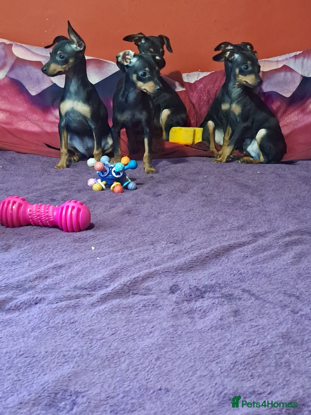 Miniature Pinscher dogs for sale: Miniature Pinscher Puppies 🐾   - Advert 22