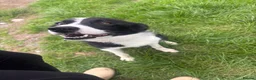 Border Collie dogs for sale: Jan 5 Years Old - Advert 6