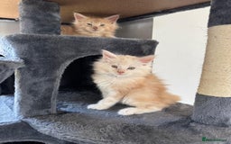 Maine Coon cats for sale: Full pedigree Maine Coon Kittens - Image 11