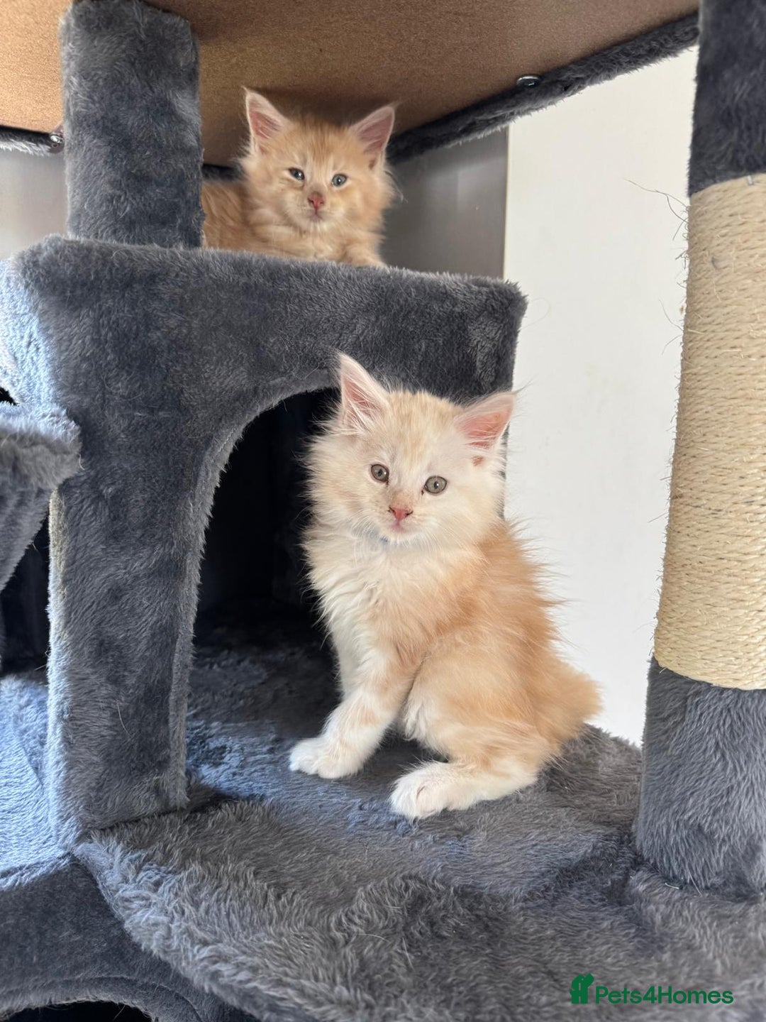 Maine Coon cats for sale: Full pedigree Maine Coon Kittens - Image 11