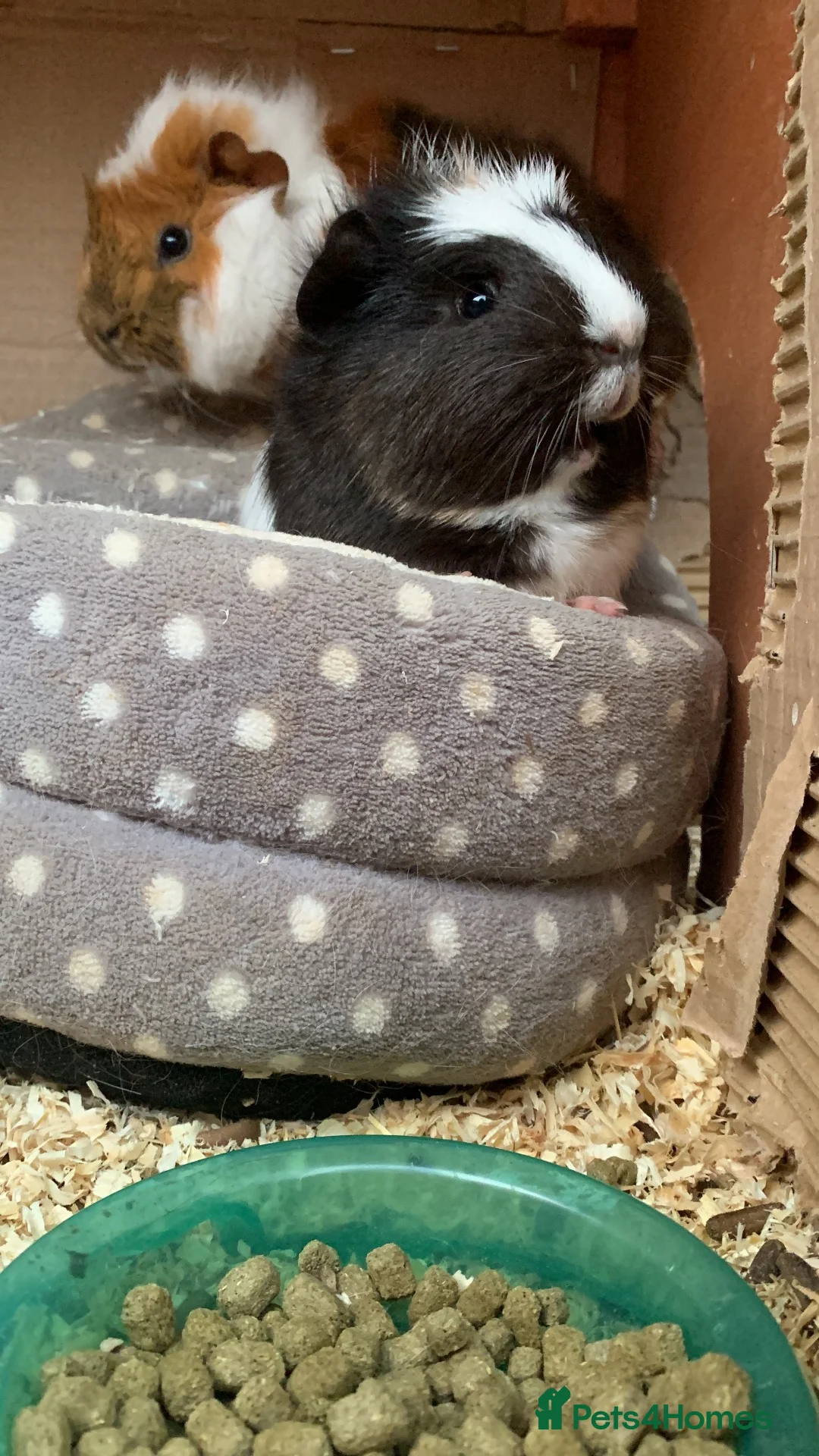 Guinea Pig rodents for sale: X2 Female Guinea pigs 2 years old  in Glasgow - Advert 1