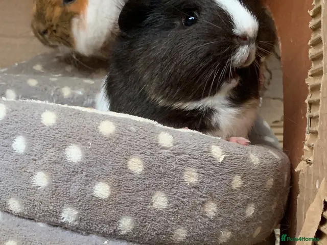Guinea Pig rodents for sale: X2 Female Guinea pigs 2 years old - Advert 1