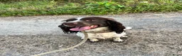 English Springer Spaniel dogs for sale: 2 year old entire female  - Advert 2