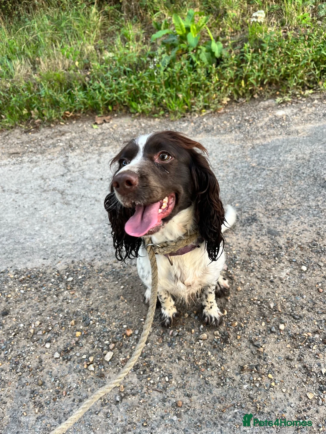 English Springer Spaniel dogs for sale: 2 year old entire female  - Advert 2