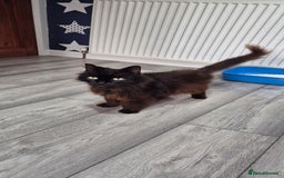 British Longhair cats for sale: Luna – Sweet Rescue Cat Needs Loving Home 🐾 - Image 2