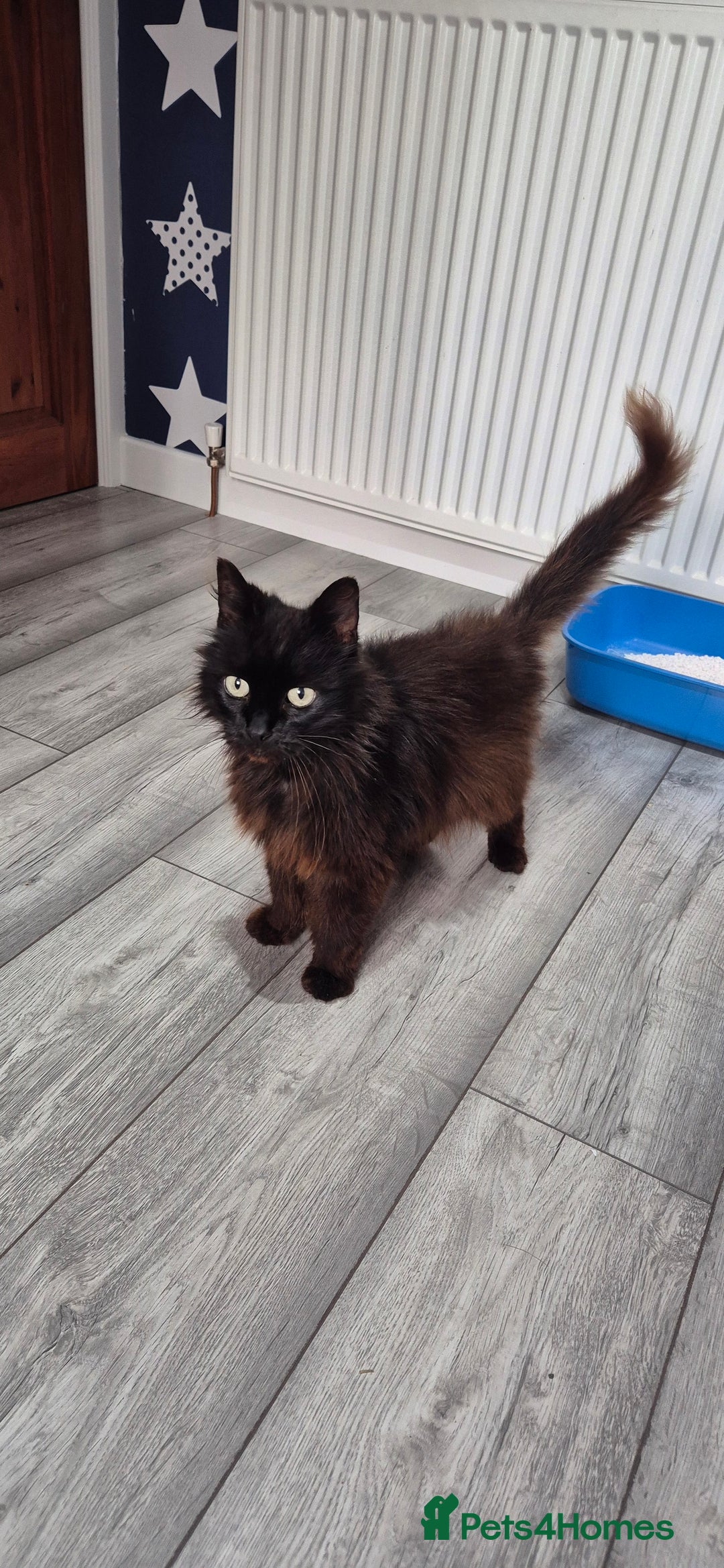 British Longhair cats for sale: Luna – Sweet Rescue Cat Needs Loving Home 🐾 - Image 2