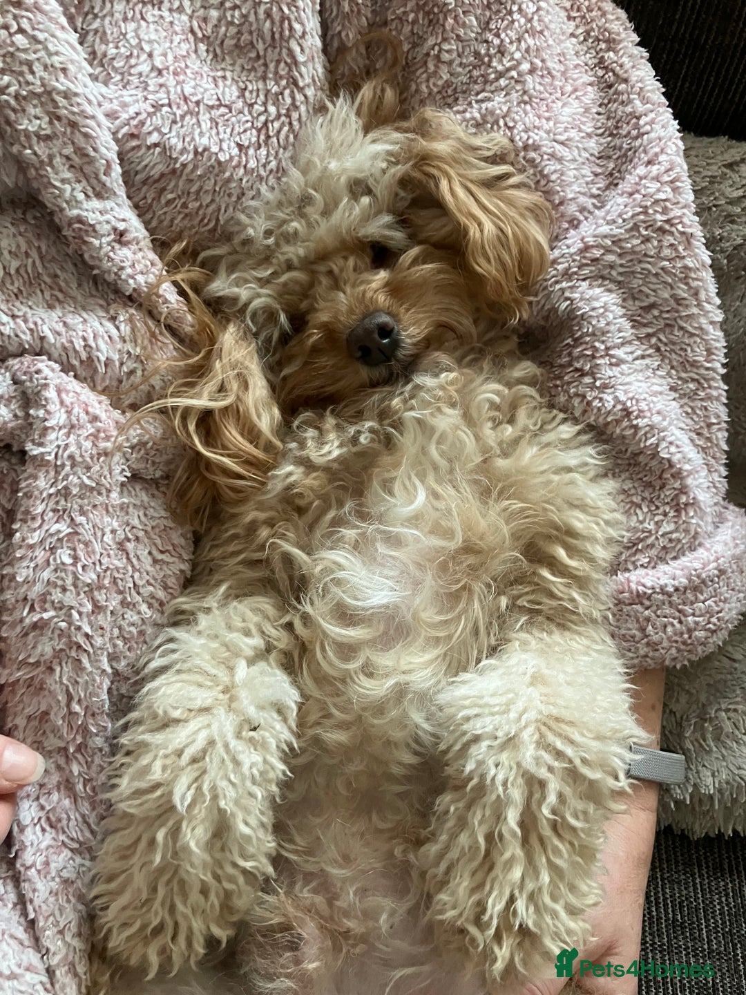Cavapoo dogs for stud: Meet Alfie. A cavapoo looking for a mate - Advert 14