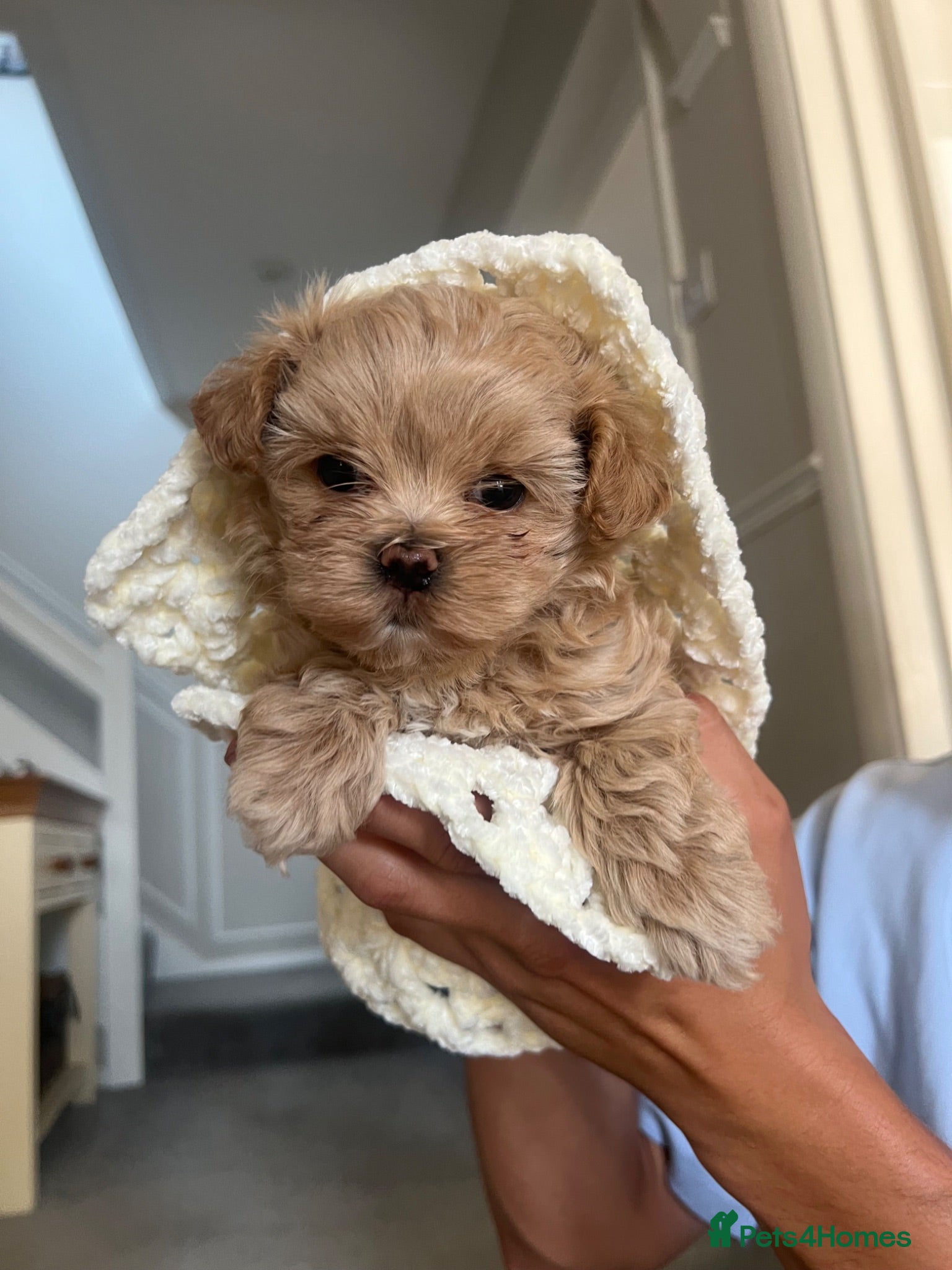 Maltipoo dogs Tiny F1 Asian maltipoo✨  - Advert 14