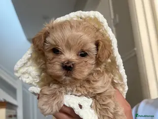 Maltipoo dogs Tiny F1 Asian maltipoo✨ - Advert 13
