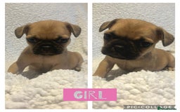Frug dogs for sale: Beautiful French bulldog cross pug puppies  - Image 5