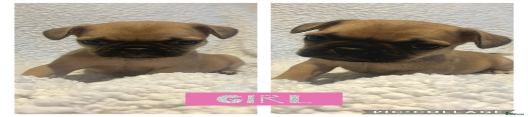 Frug Puppy 5