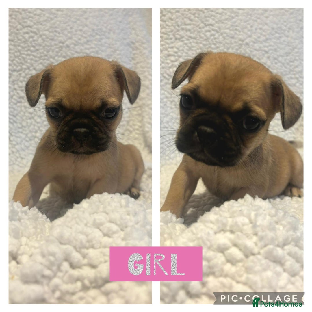 Frug dogs for sale: Beautiful French bulldog cross pug puppies  - Image 5