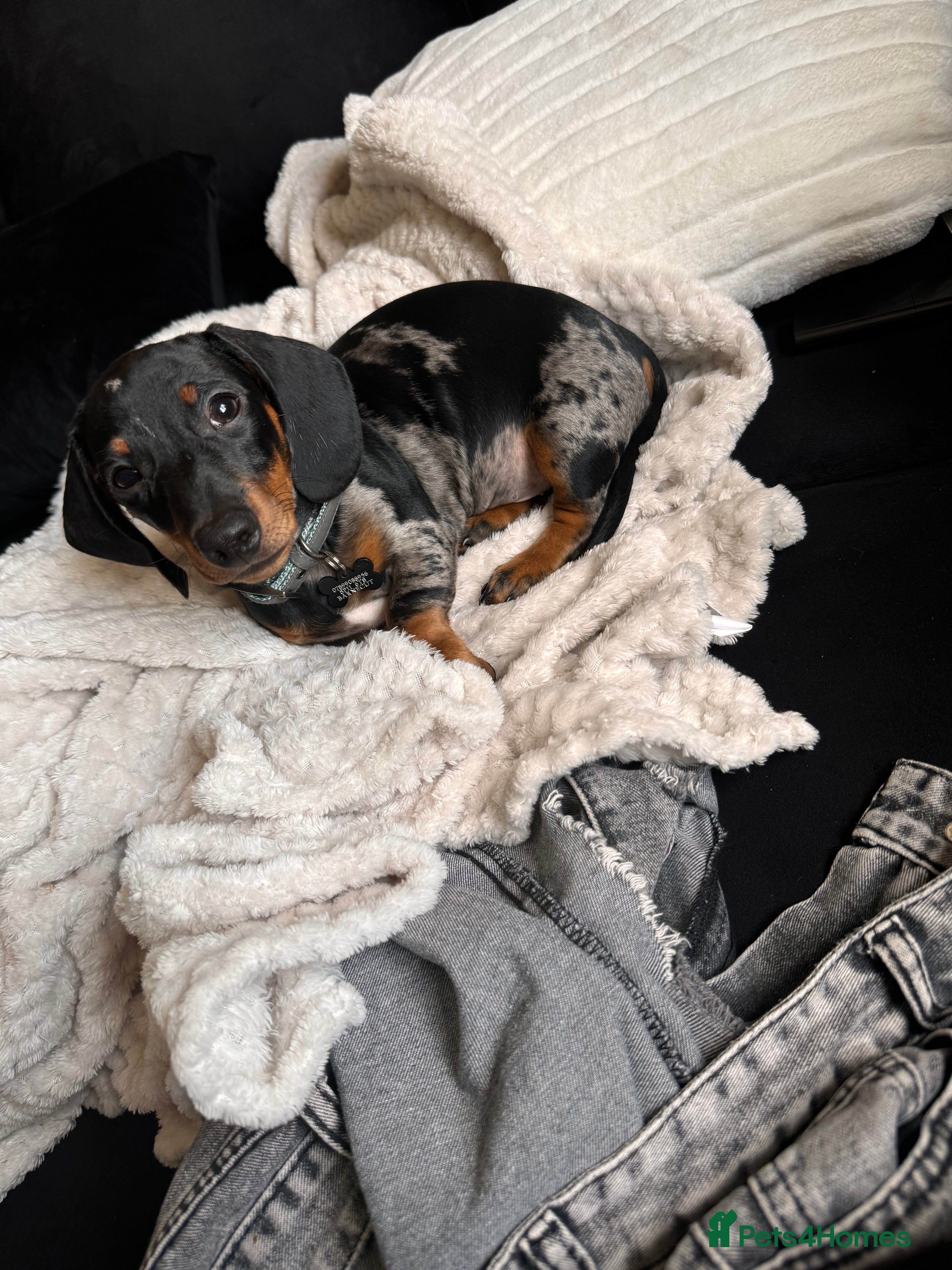 Miniature Dachshund dogs 8 month old Minature daschund  - Advert 14