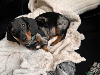 Miniature Dachshund dogs 8 month old Minature daschund - Advert 12