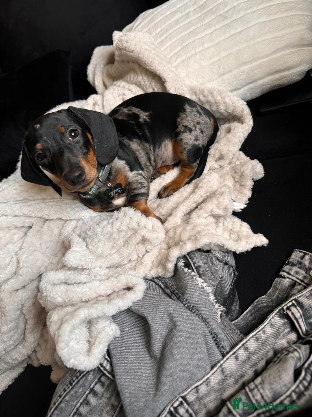 Miniature Dachshund dogs for sale: 8 month old Minature daschund  - Advert 1