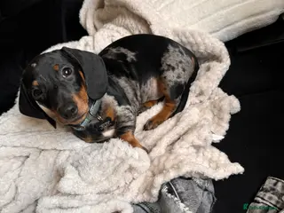 Miniature Dachshund dogs 8 month old Minature daschund - Advert 14