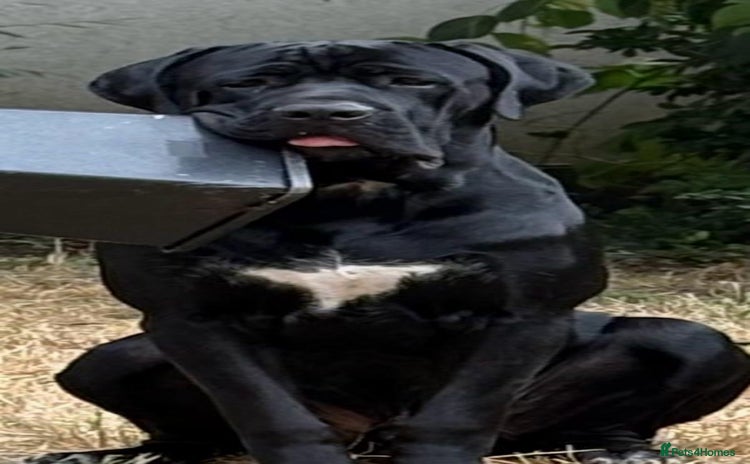 Cane Corso dogs - Advert 6