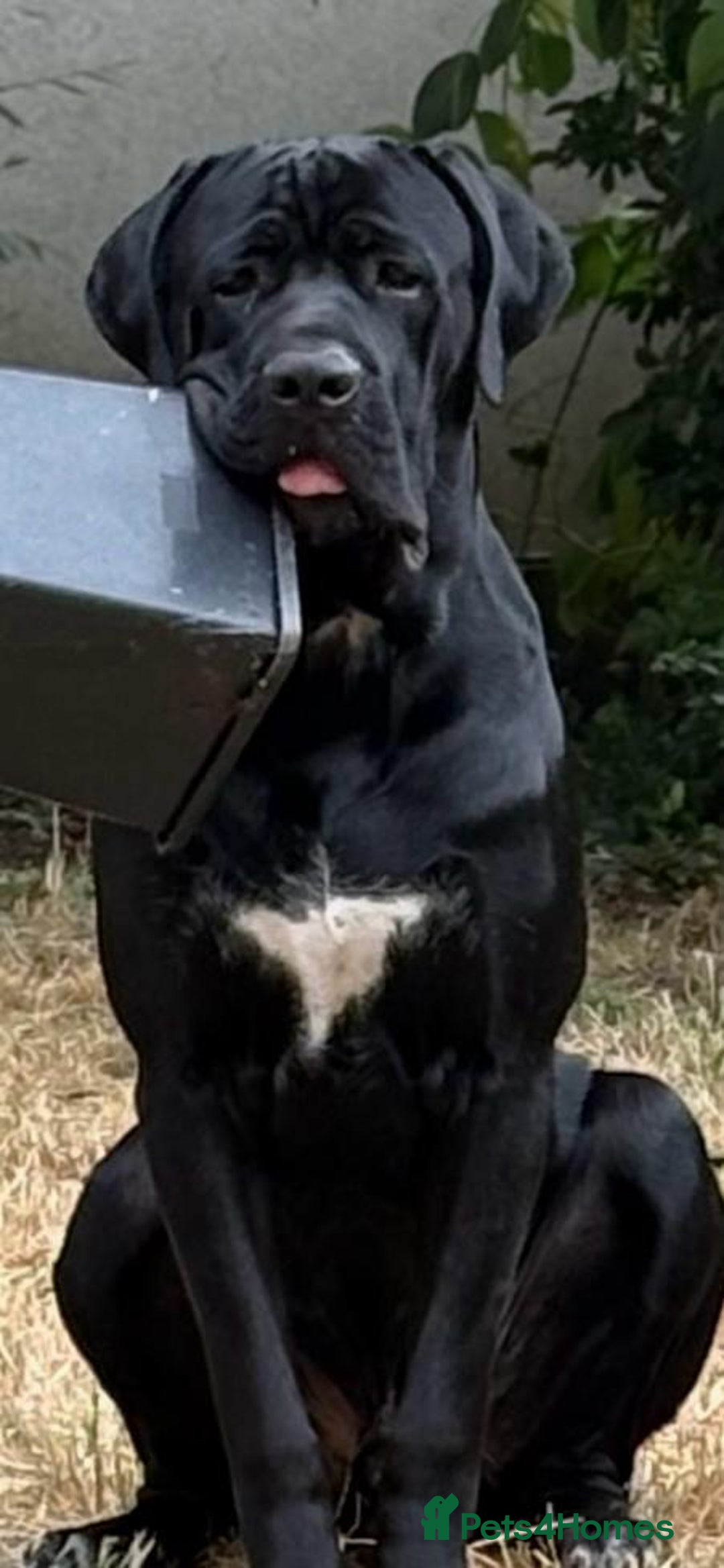 Cane Corso dogs for sale: cane corso puppies  - Image 1