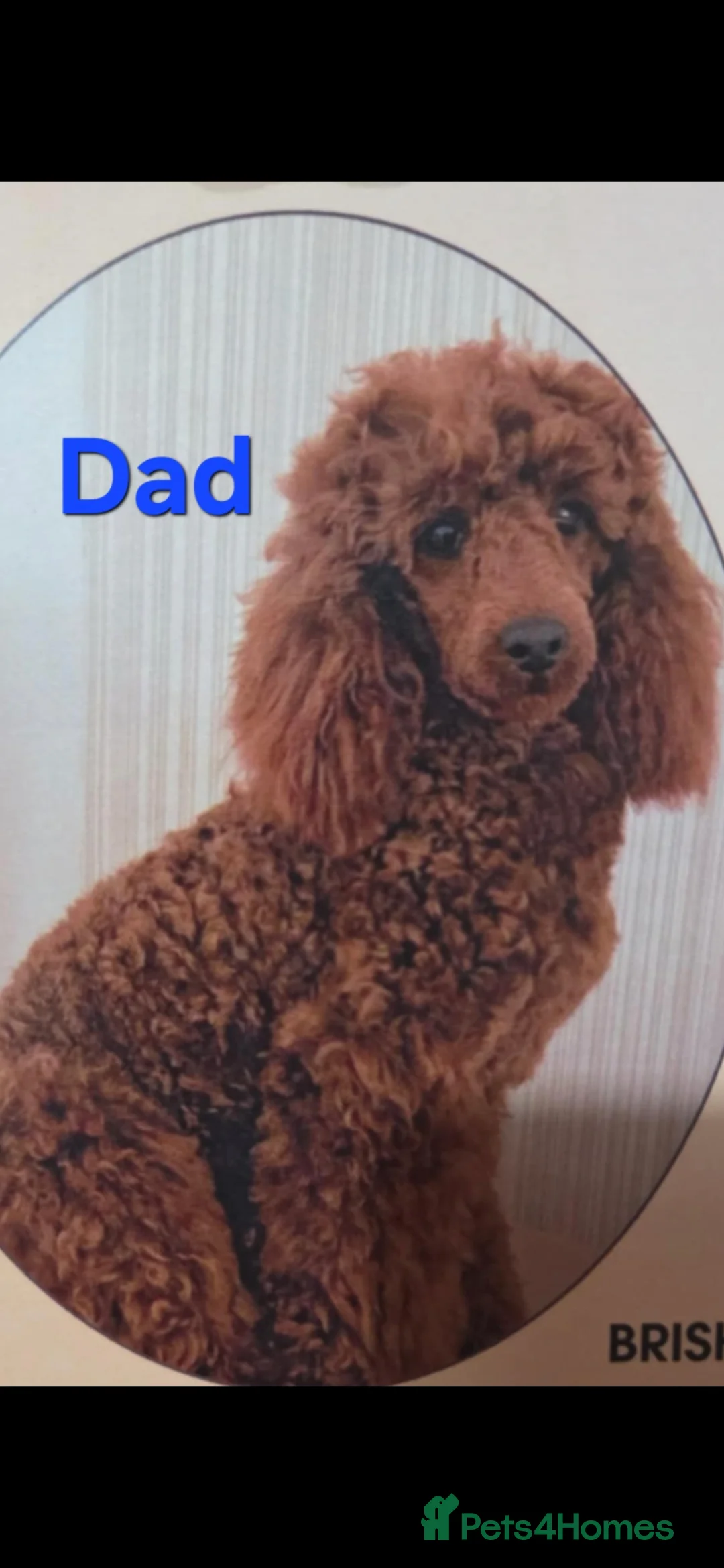 Cockapoo dogs for sale: Adorable F1b Cockapoo Pups Amazing Colours - Advert 2