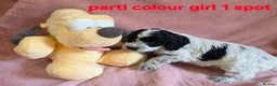 Cockapoo dogs for sale: Rare coloured f1 cockapoo pups - Advert 9
