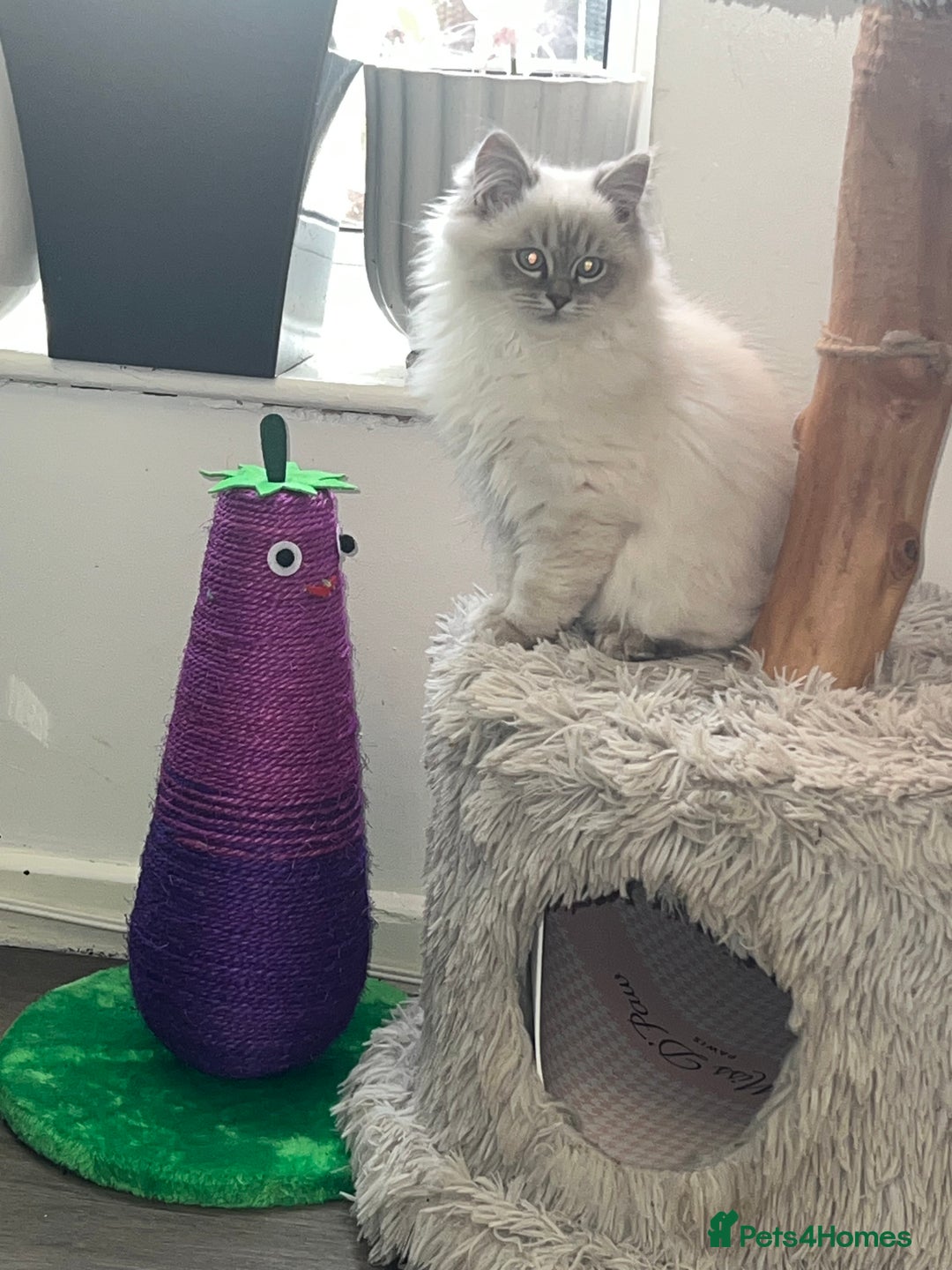 Ragdoll cats for sale: 1 Beautiful Purebred Male Ragdoll Kitten - Advert 4