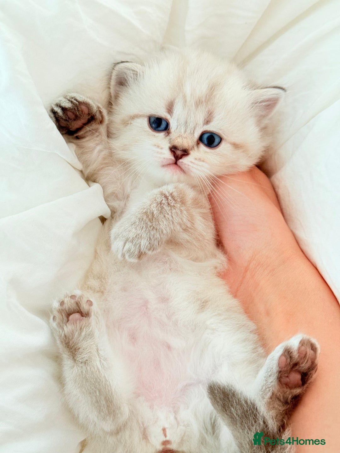 Scottish Fold cats for sale: Half Scottish half British short hair  in London - Image 30