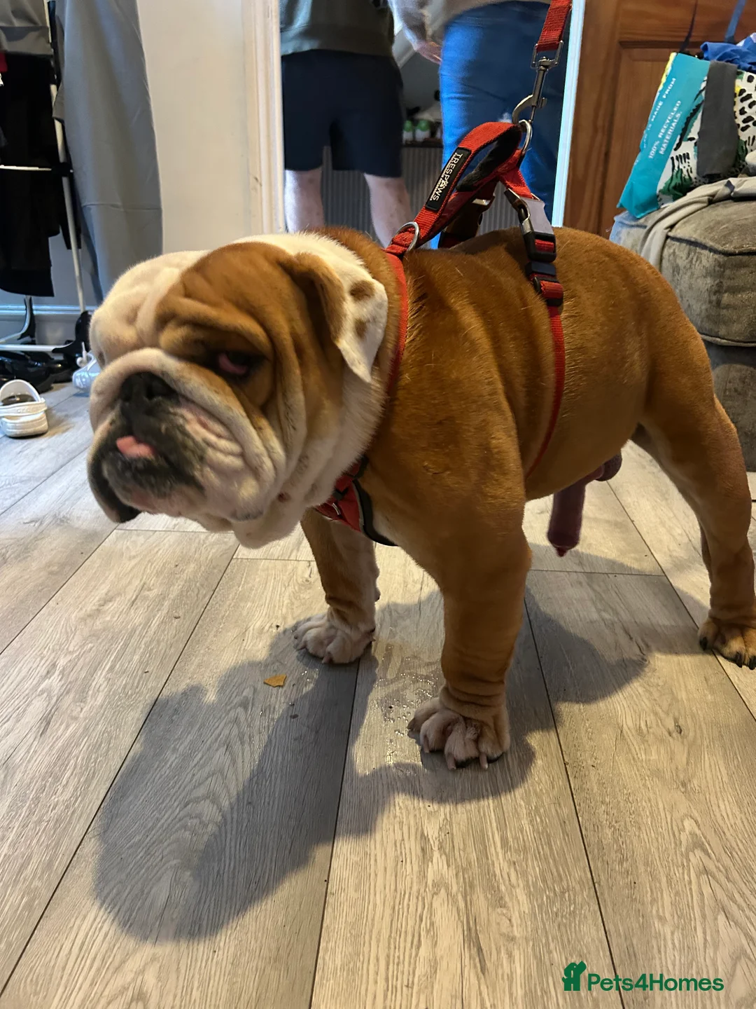 English Bulldog dogs for sale: Male English bulldog red/ white/merl markings - Advert 8