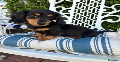 Dachshund dogs - Advert 10