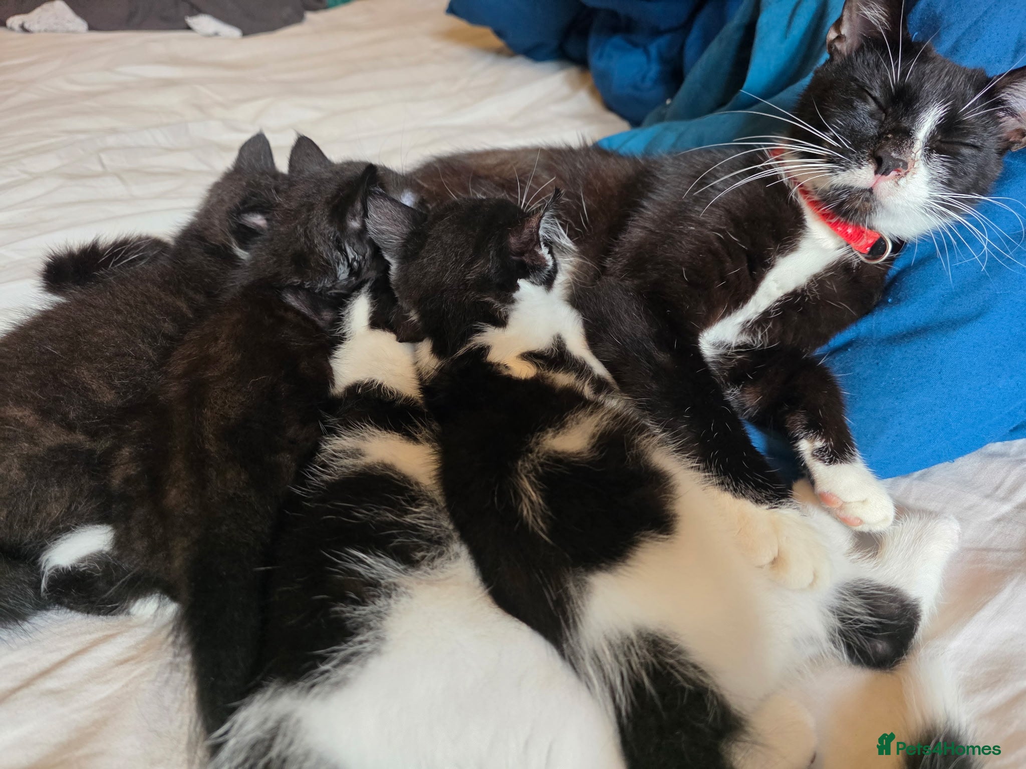 Mixed Breed cats 4 male kittens  - Advert 2