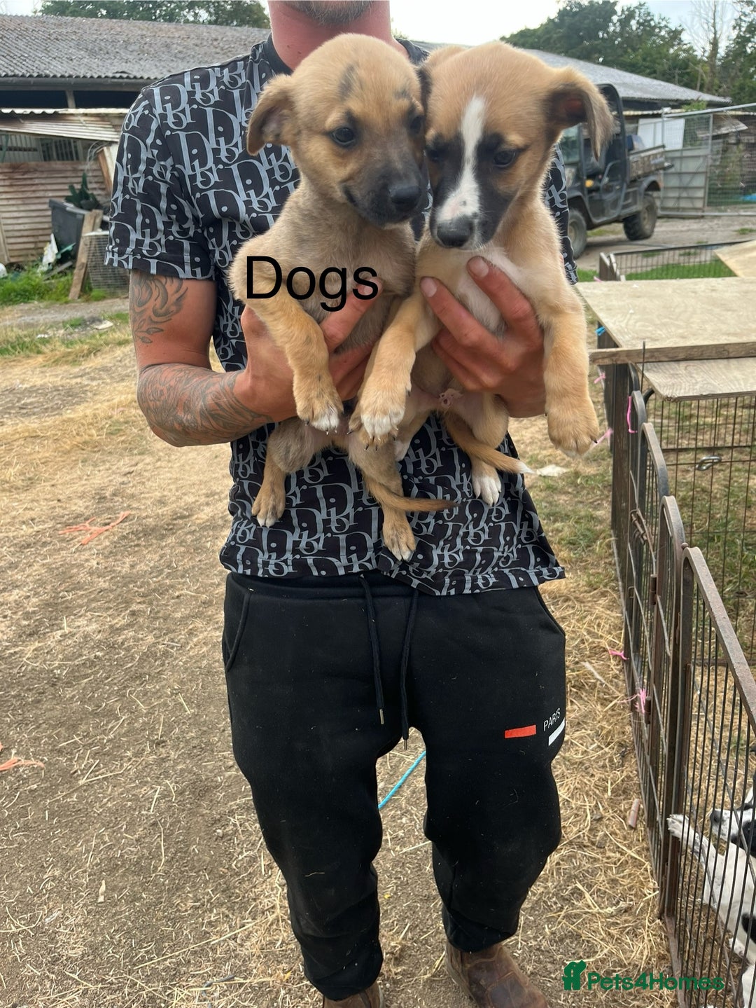 Lurcher dogs for sale: Lurcher pups - Image 4