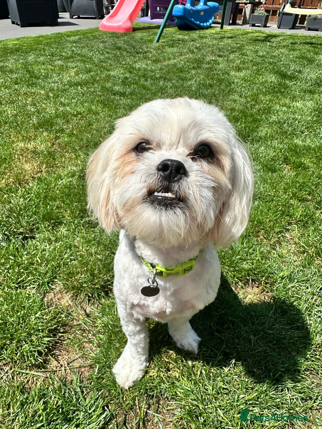 Mixed Breed dogs for sale: Loving Home wanted for Teddy🐾💙 - Advert 1