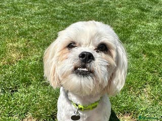 Mixed Breed dogs Loving Home wanted for Teddy🐾💙 - Advert 1