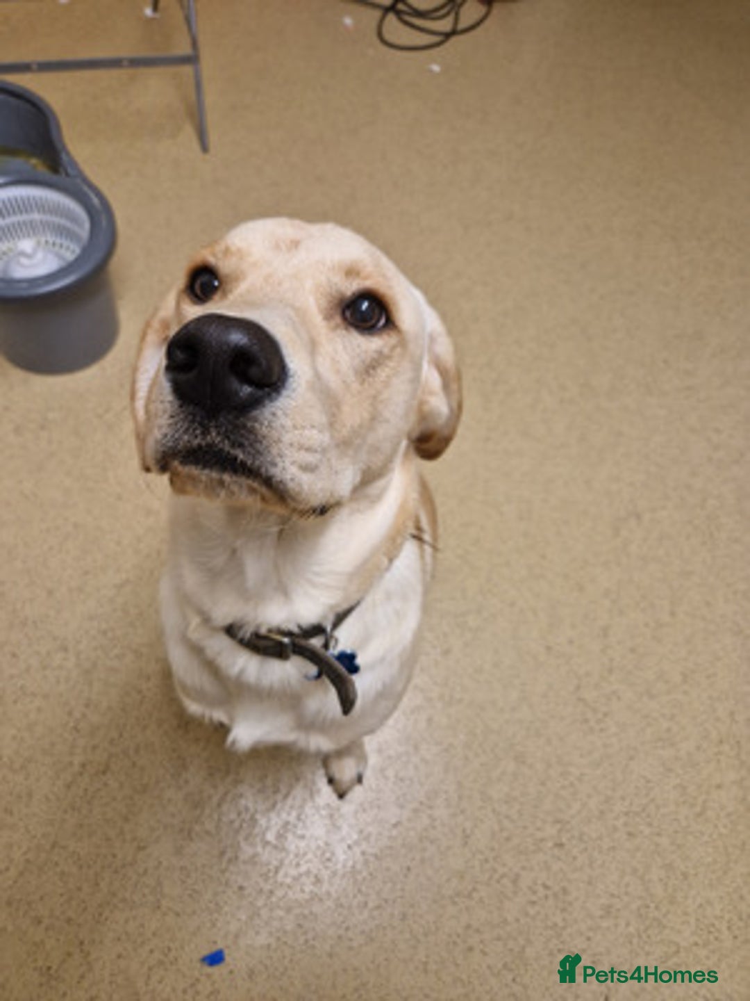 Labrador Retriever dogs for sale: Friendly male Labrador retriever - Advert 1