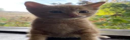 Mixed Breed cats for sale: 🐾 Adorable ginger kittens for sale, Chester 🐾  - Advert 18