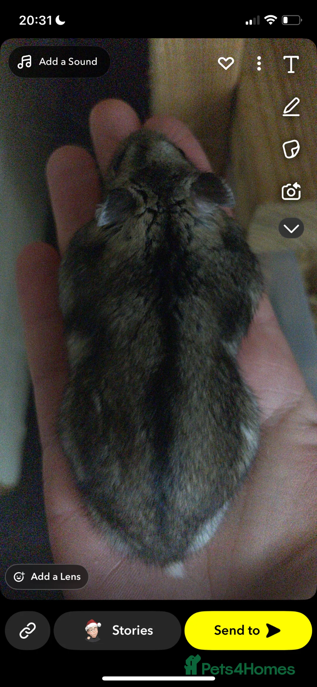 Hamster rodents for sale: Two male Russian dwarf hamsters  in Edinburgh - Advert 2