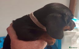 Miniature Dachshund dogs for sale: Stunning  Black and Tan miniature Dachshunds - Image 10