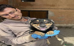 Mixed Breed dogs for adoption: REMY-playful pup/very affectionate/loves dogs  - Advert 1