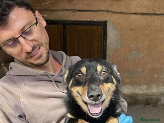 Mixed Breed dogs REMY - 1.5 yrs, male,Dachshy mix/very affectionate - Advert 11