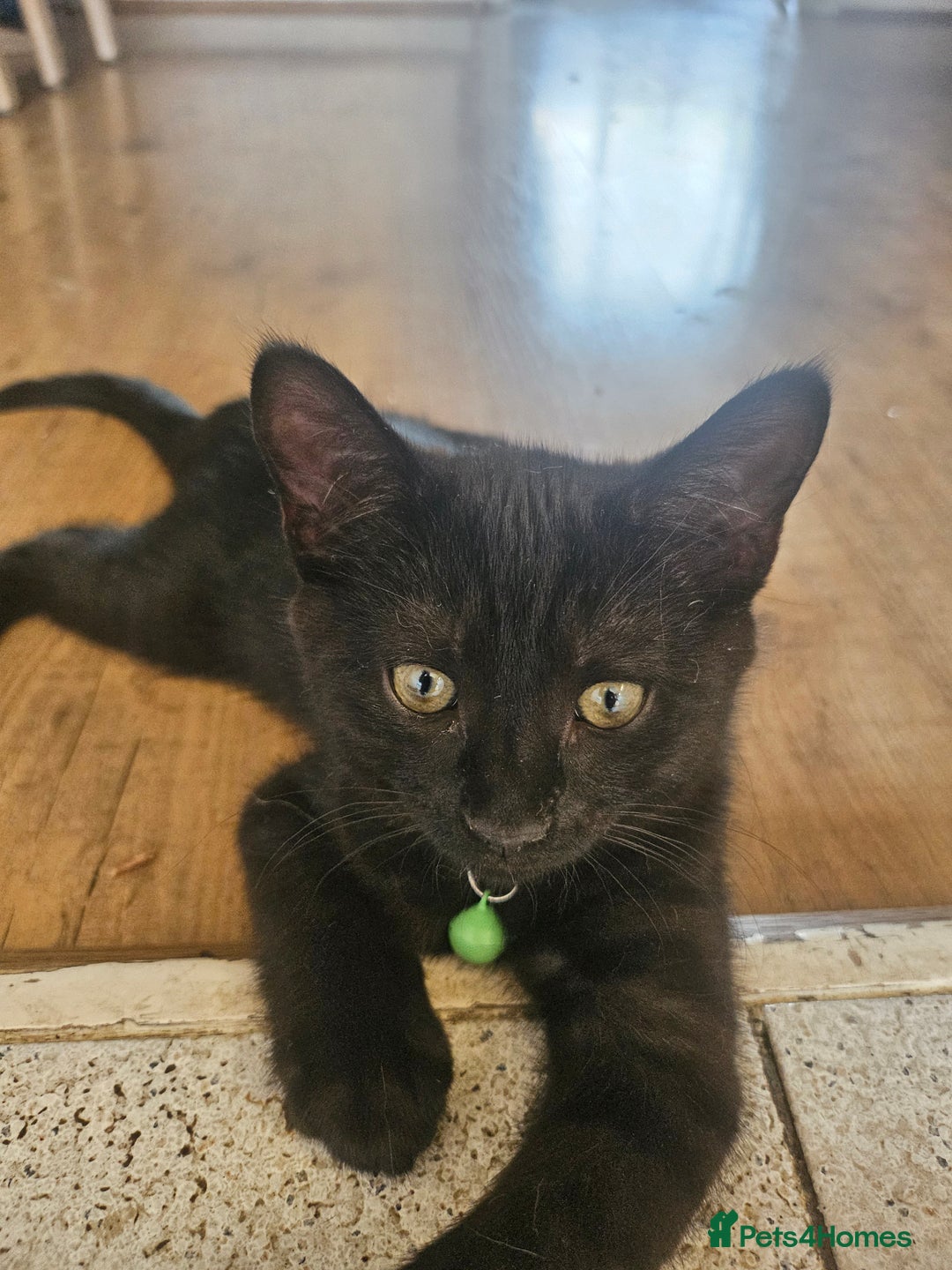 Mixed Breed cats for sale: British Short Haired mix in Enfield - Image 2