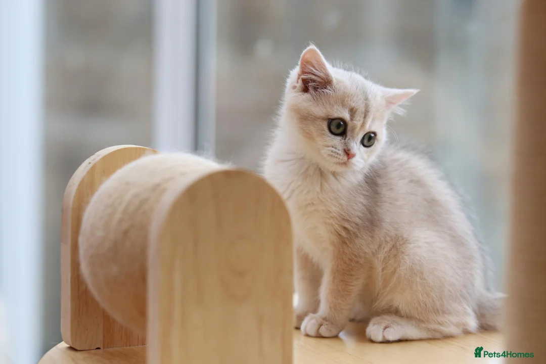 British Shorthair cats for sale: TICA Blue Golden BSH/BLH kittens looking for homes - Advert 12