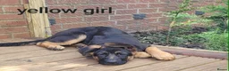 German Shepherd dogs for sale: German sheperd - Advert 10