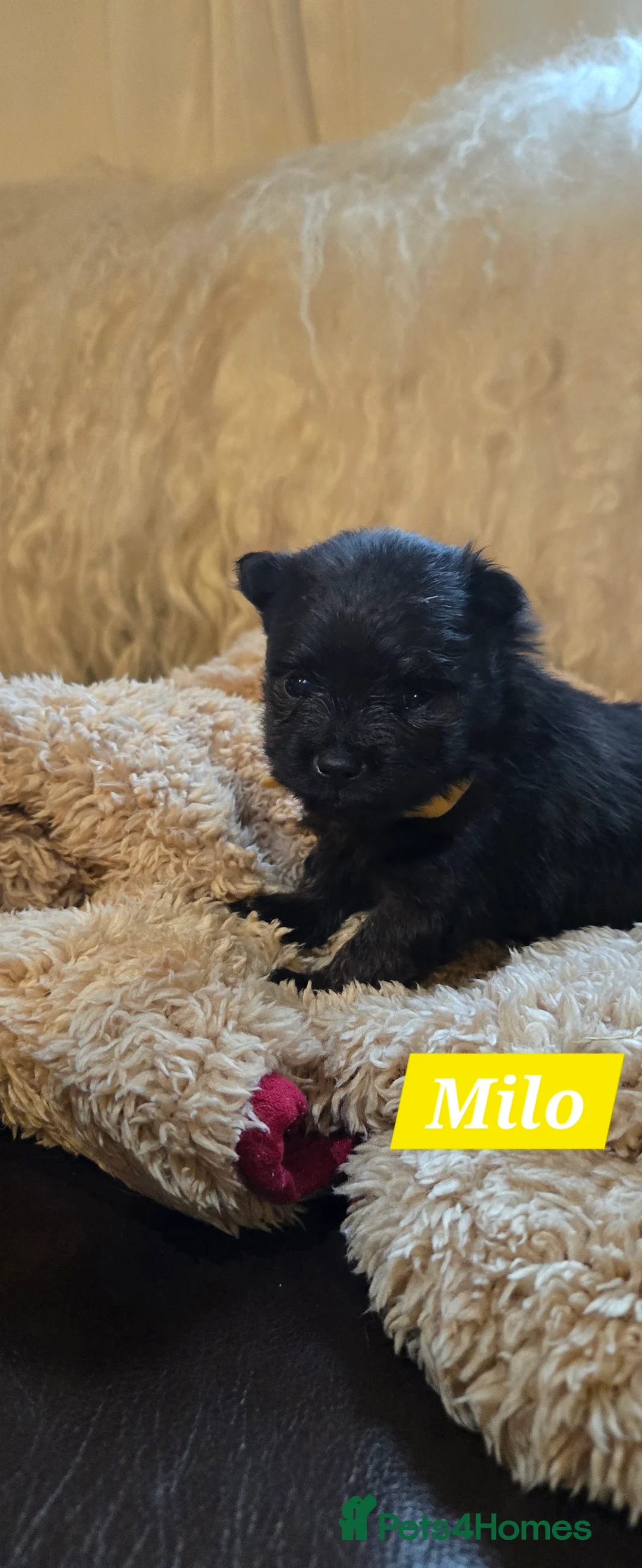 Pomeranian dogs for sale: Pretty Pomeranians  - Advert 30