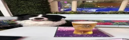 Border Collie dogs for sale: Stunning Champion line puppies  - Advert 18