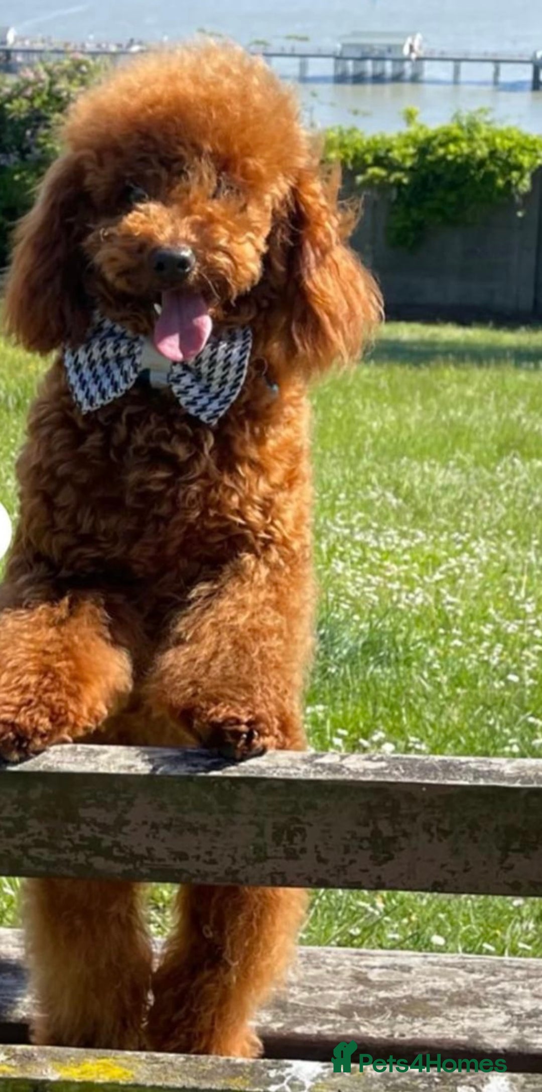 Maltipoo dogs for sale: 🐾 Adorable Maltipoo Puppies 🐾  - Image 12
