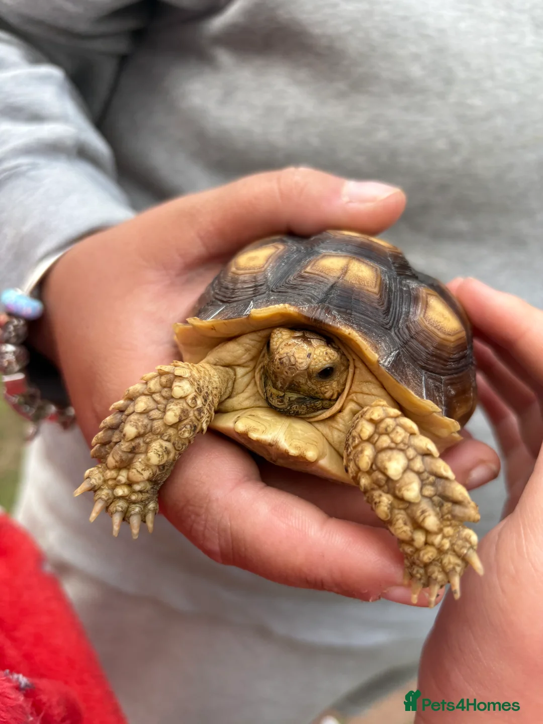 Tortoise reptiles for sale: Derek and Dave  in Ashford - Advert 2